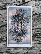 Tarot card with a tree design labeled 'True Will' on a wooden surface