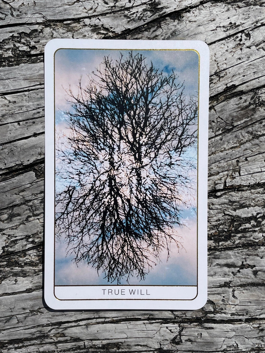 Tarot card with a tree design labeled 'True Will' on a wooden surface