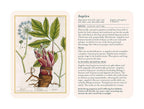 Illustration of angelica plant with text on a white background