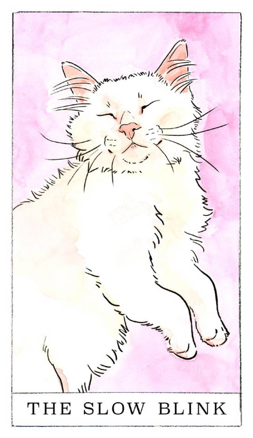 Illustration of a cat with 'The Slow Blink' text on a pink background