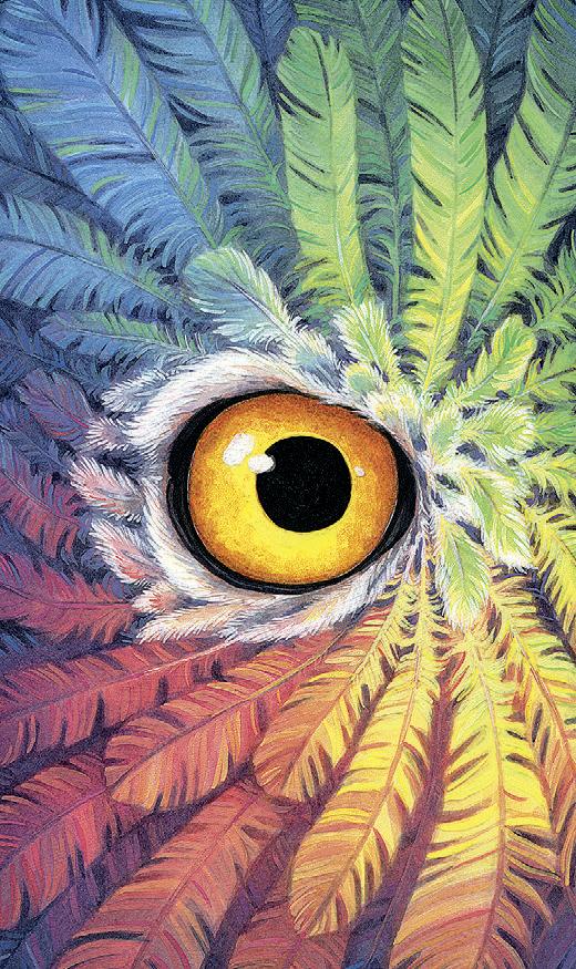 Close-up of an owl's eye surrounded by colorful feathers