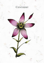 Illustration of a purple flower labeled 'Centaury' on a textured white background