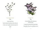 Illustrations of Scleranthus and Gentian flowers with descriptive text on a white background.
