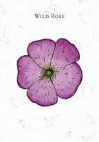 Pressed purple wild rose on a white background with 'Wild Rose' text.
