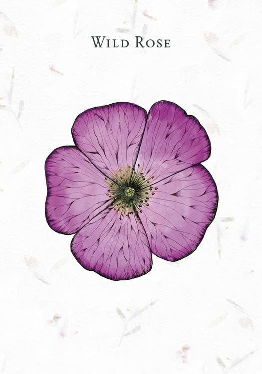 Pressed purple wild rose on a white background with 'Wild Rose' text.
