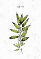 Illustration of an olive branch with leaves on a light background