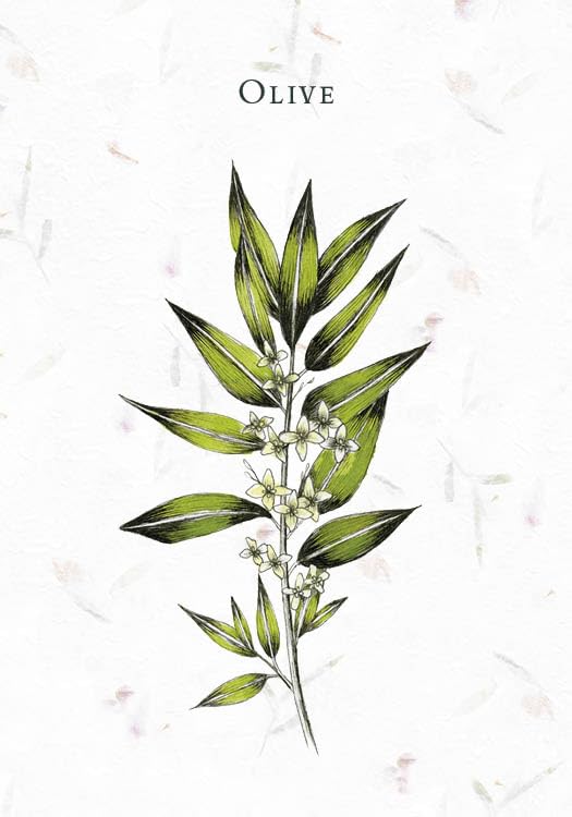 Illustration of an olive branch with leaves on a light background