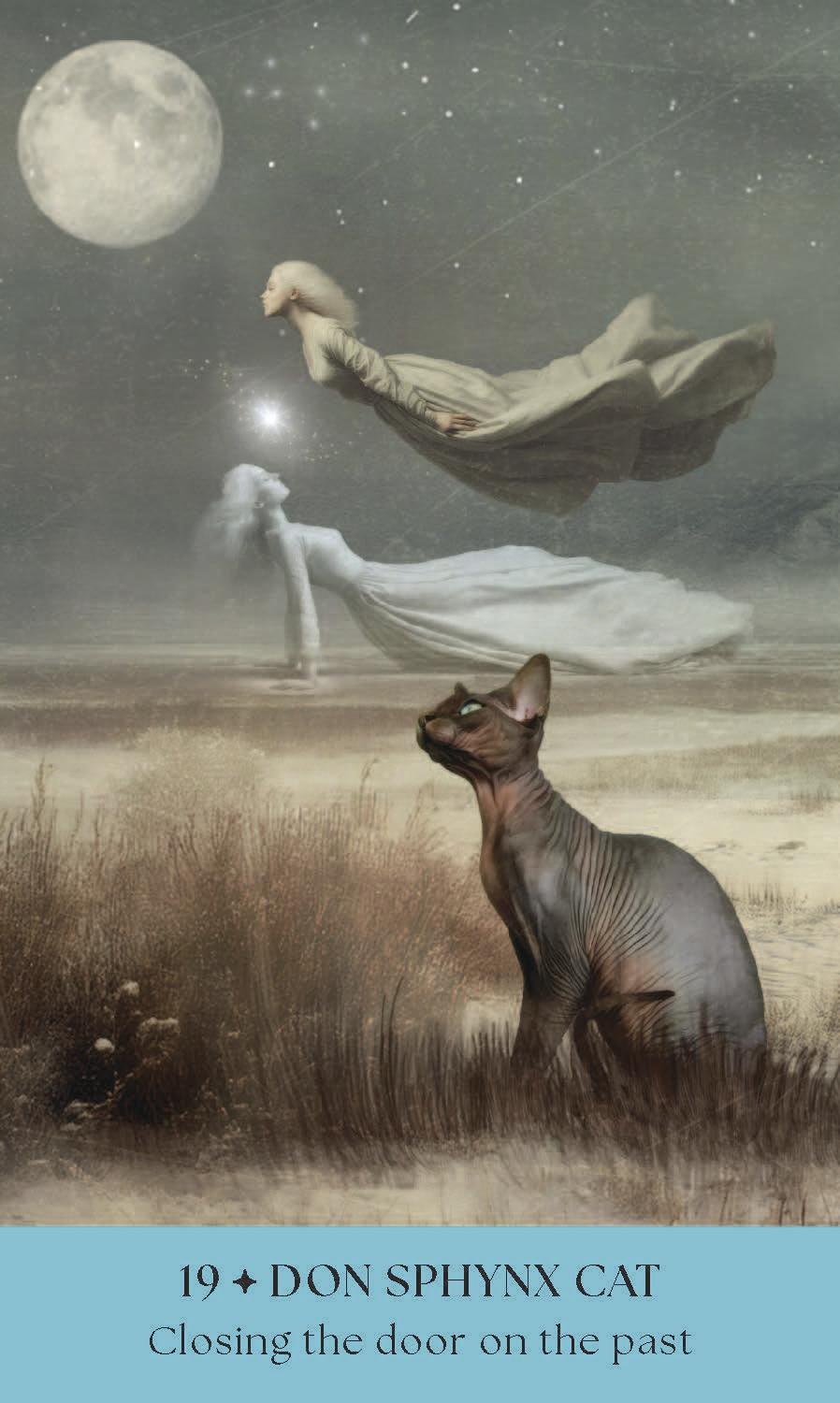 Cats, A Mystical Oracle