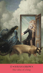Cats, A Mystical Oracle