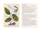 Illustration of cinnamon with text on a white background