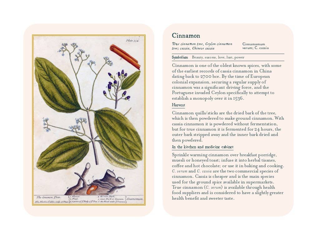 Illustration of cinnamon with text on a white background