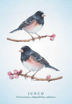 Two junco birds perched on branches with pink berries against a light blue background.