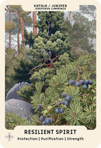 Card with illustration of juniper branches and berries in a forest, featuring the text 'Resilient Spirit' and nature-themed design.