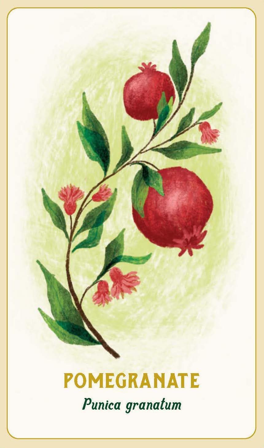 A botanical-style label or card showing a pomegranate branch with two red fruits, green leaves, and small pink flowers on an off-white background, with the text 'POMEGRANATE' and 'Punica granatum' below.