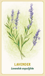 A botanical-style lavender card or print showing purple flower spikes and green stems on a pale cream background with a thin gold border. The word 'LAVENDER' appears in gold at the bottom, with 'Lavandula angustifolia' in dark green text below it.