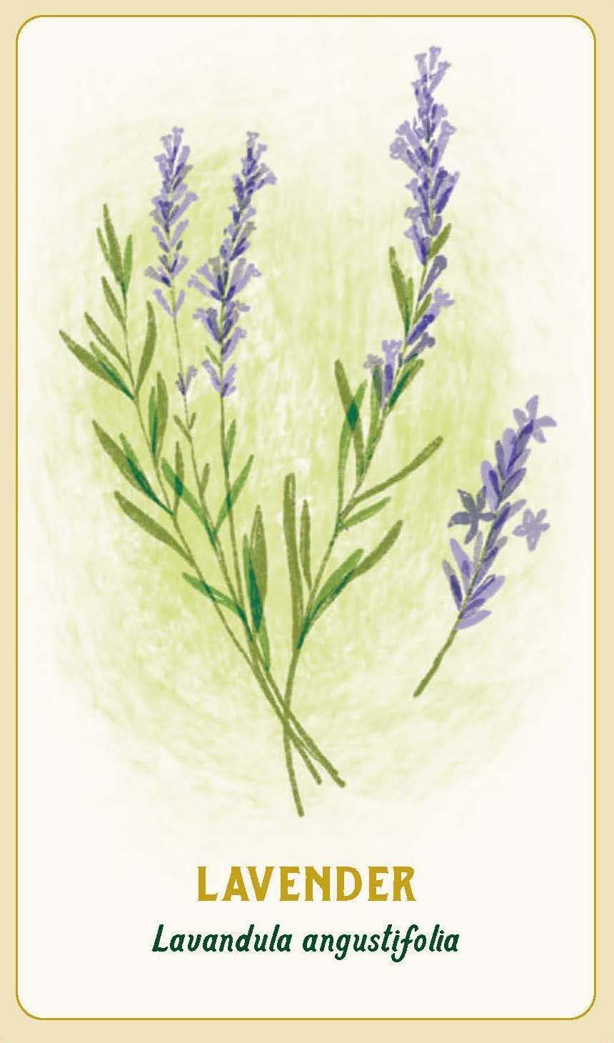 A botanical-style lavender card or print showing purple flower spikes and green stems on a pale cream background with a thin gold border. The word 'LAVENDER' appears in gold at the bottom, with 'Lavandula angustifolia' in dark green text below it.