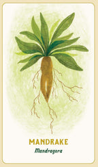 An illustrated botanical card showing a mandrake plant with green leaves, a brown root, and exposed roots on a cream background with the text 'MANDRAKE' and 'Mandragora' below.