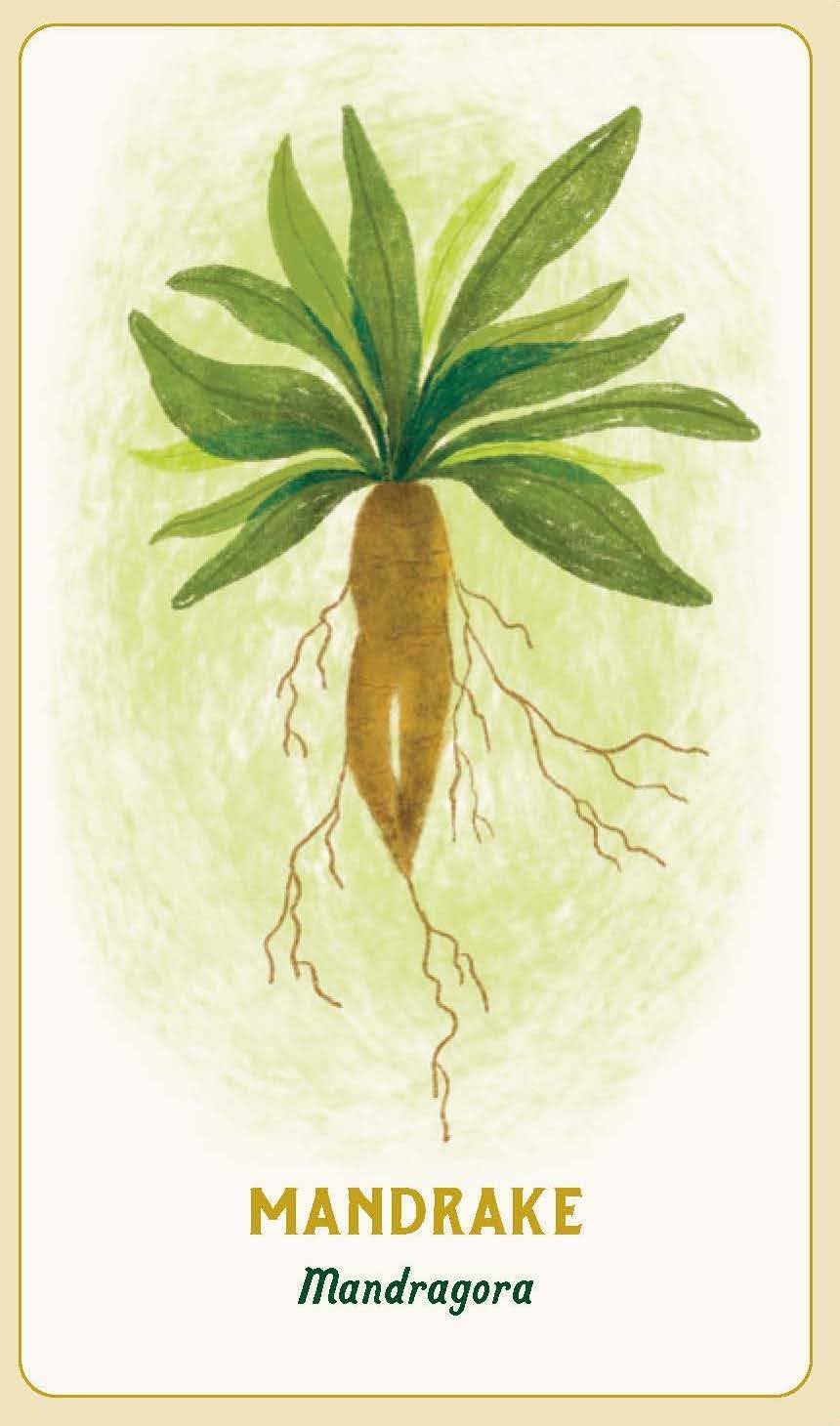 An illustrated botanical card showing a mandrake plant with green leaves, a brown root, and exposed roots on a cream background with the text 'MANDRAKE' and 'Mandragora' below.