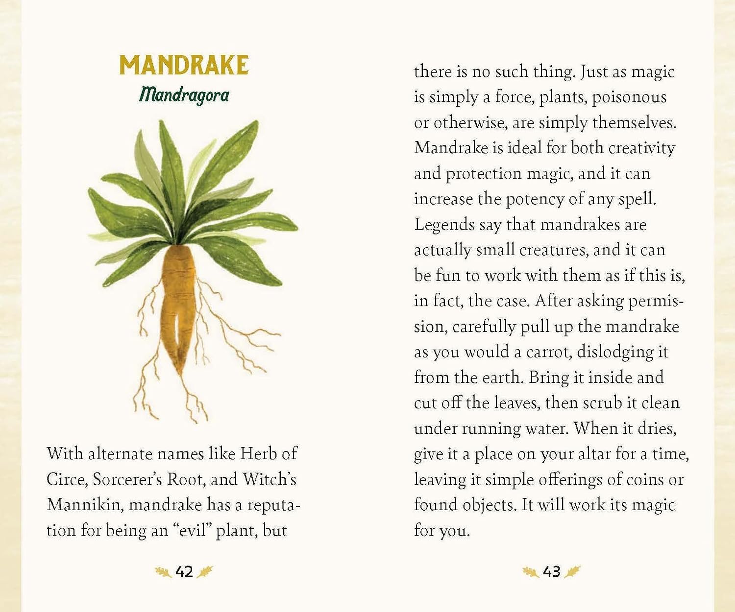 A printed page from a book or booklet about the herb mandrake, with an illustrated root and leaves on the left and two columns of descriptive text on the right. The page has a cream background and the title 'MANDrake' at the top.