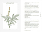 Illustration of agrimony plant with text on a white background