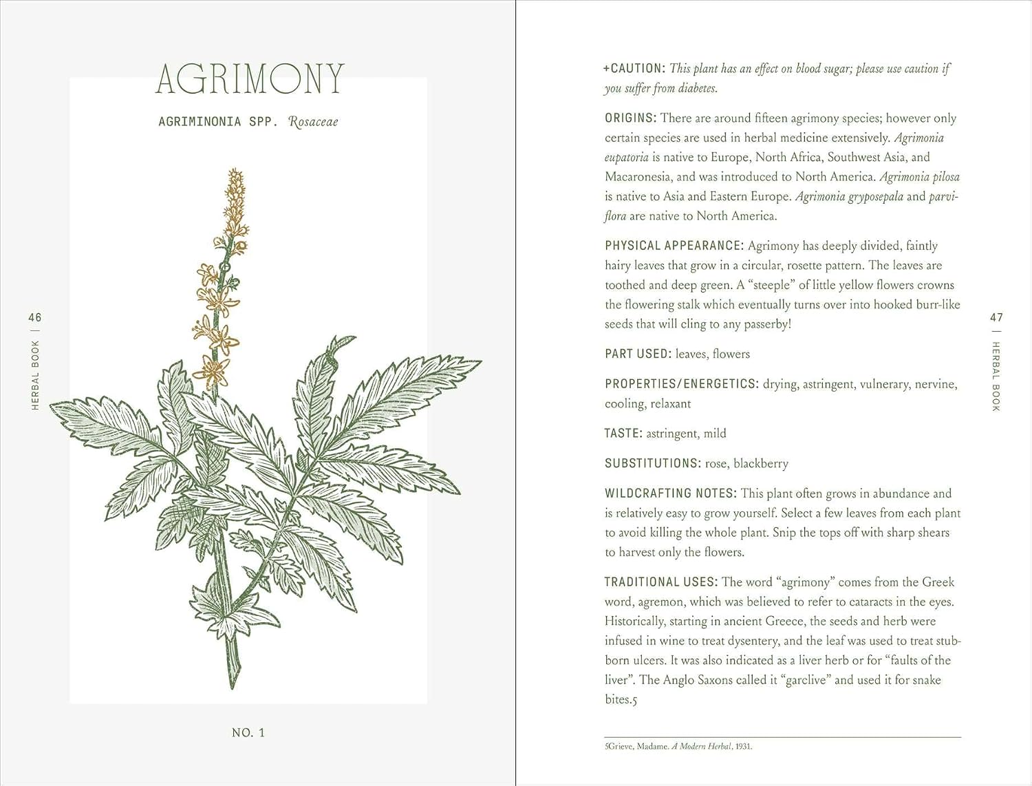 Illustration of agrimony plant with text on a white background