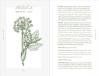 Illustration of angelica plant with text on a white background