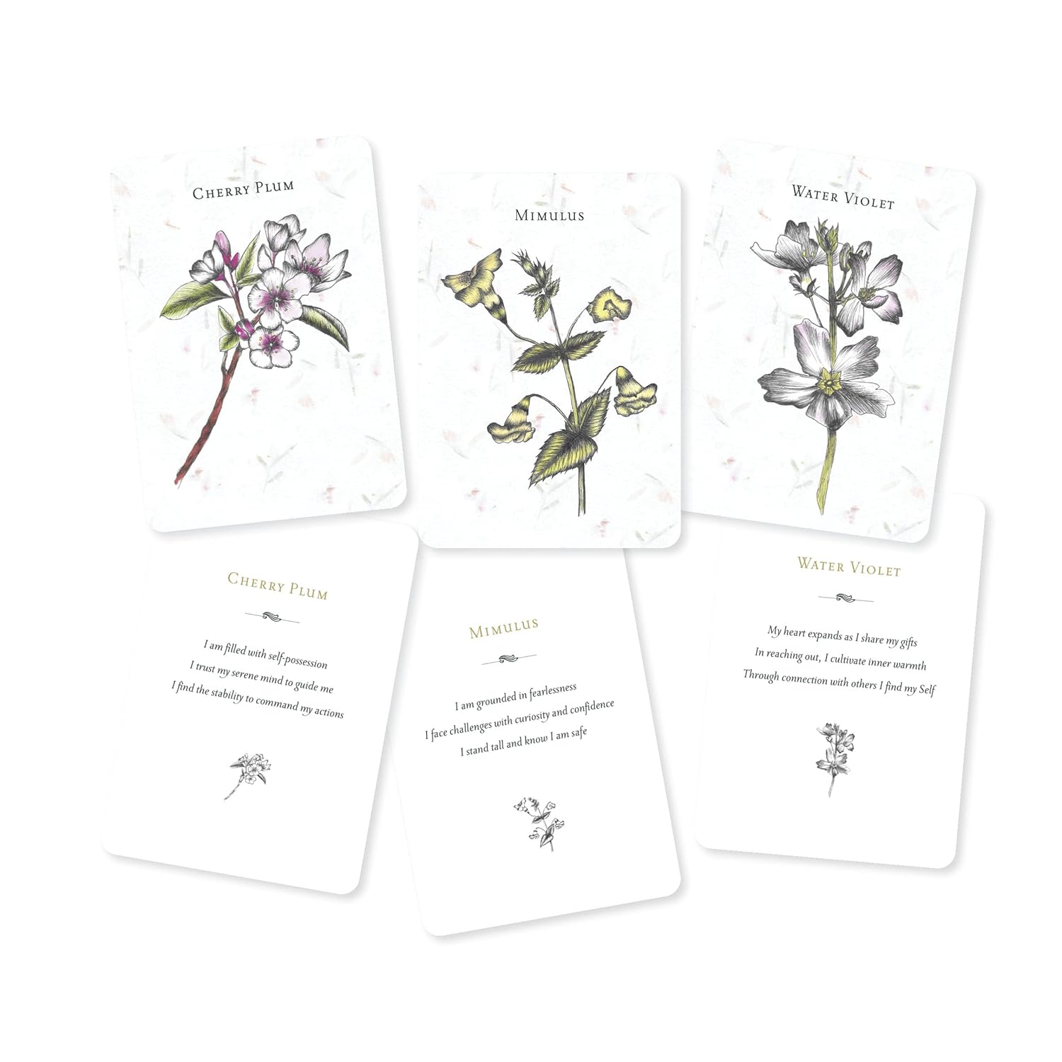 Set of five botanical cards with illustrations and text on a white background