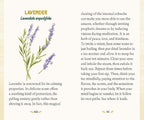 A printed page titled 'LAVENDER' with a botanical illustration of lavender sprigs, accompanied by two columns of text describing the herb and its calming properties on a cream background.