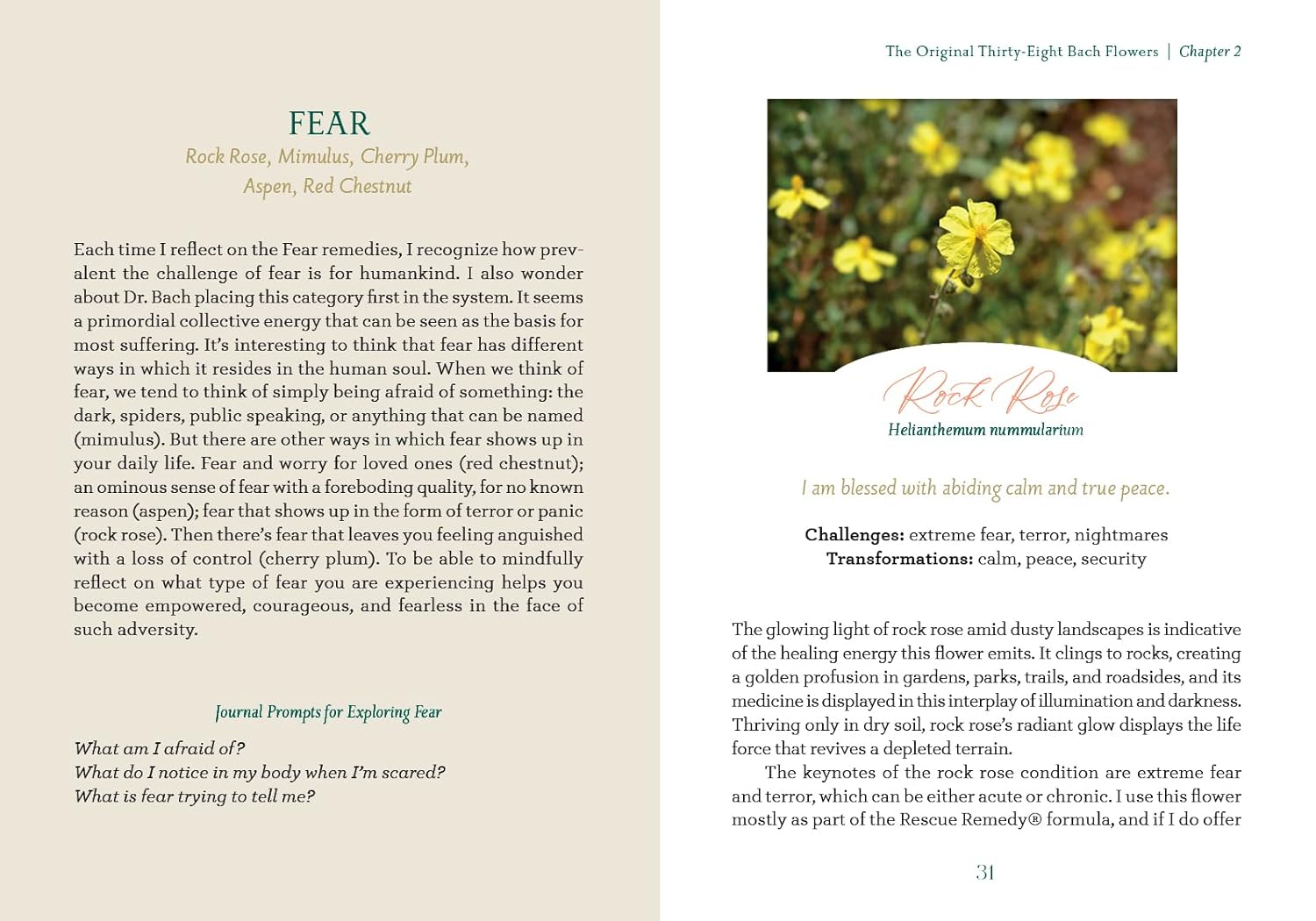Book page with text and a flower image on a white background