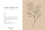 Illustration of baby's breath plant with text on a beige background