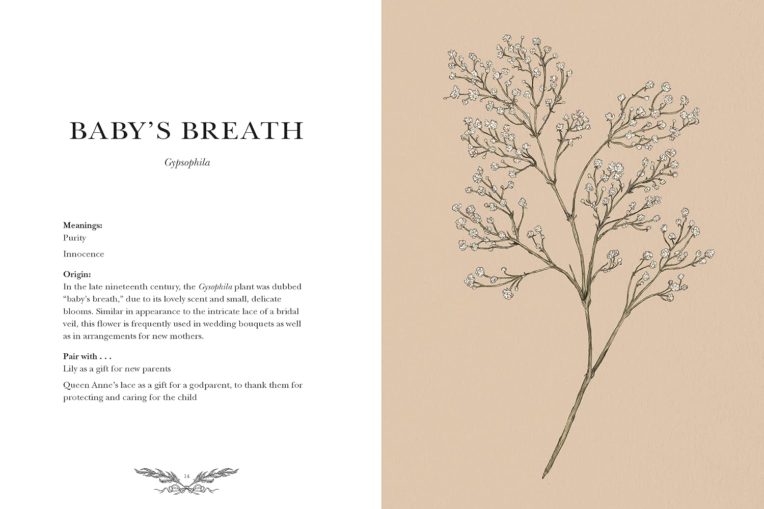 Illustration of baby's breath plant with text on a beige background