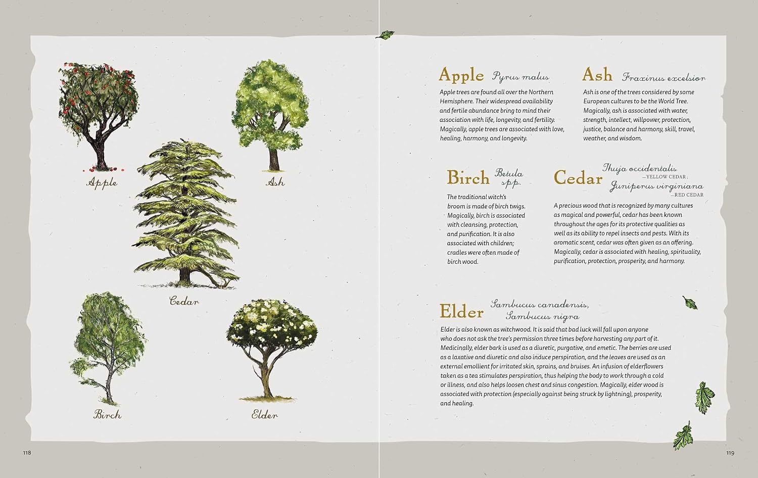 Illustrations of trees with descriptive text on a white background