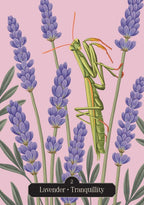 Mantis on lavender flowers with a pink background