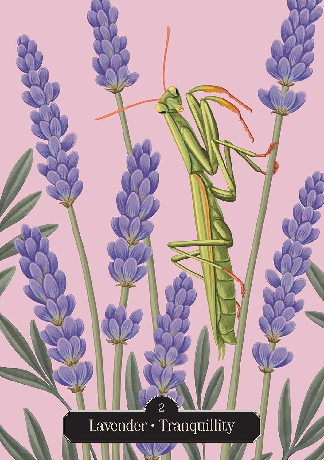 Mantis on lavender flowers with a pink background
