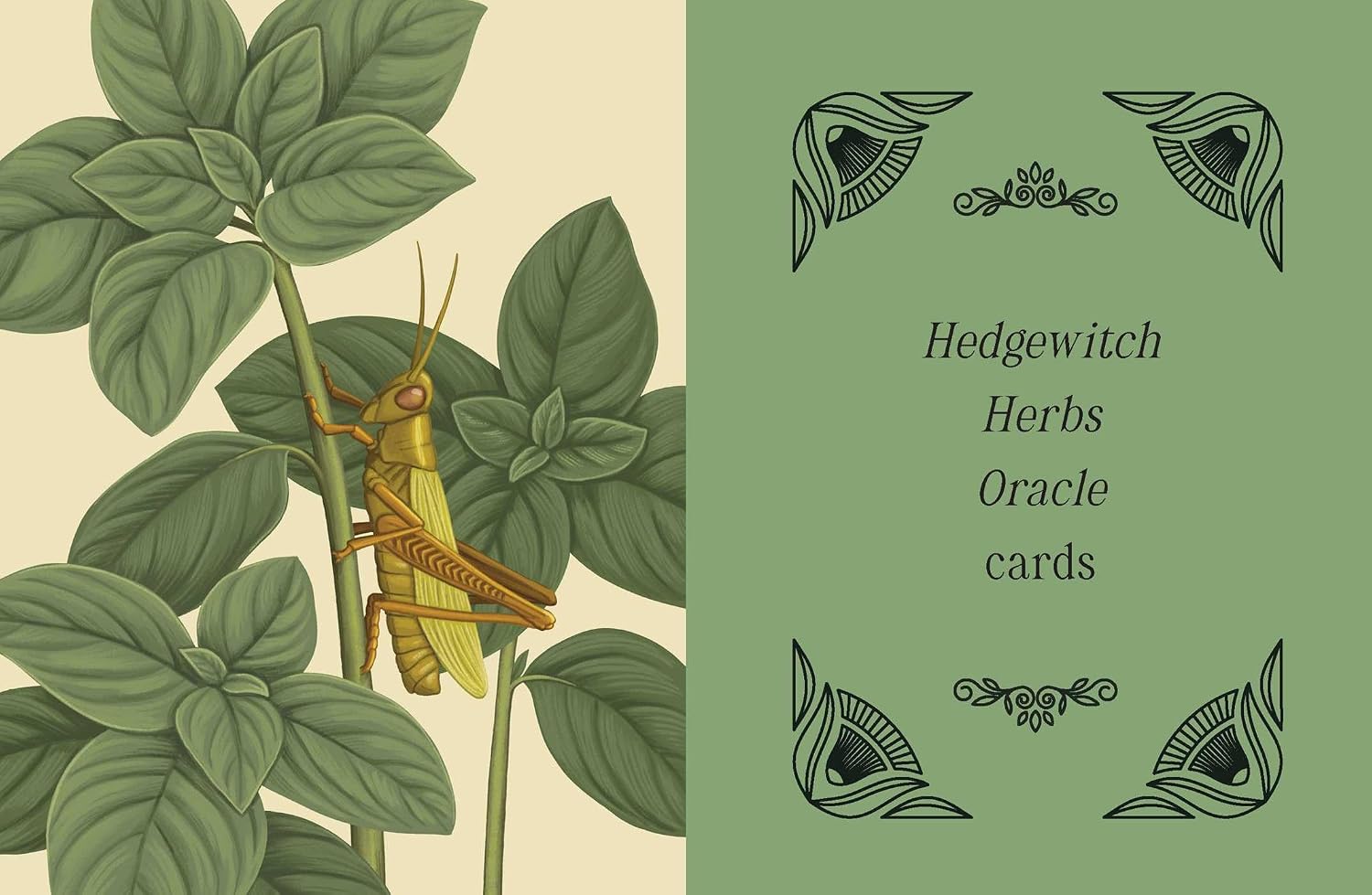 Front cover of a card deck titled 'Hedgewitch Herbs Oracle cards'. The left half features an antique-style botanical illustration of a yellow-green grasshopper on green leaves against a cream background.