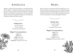 Two pages from a book or magazine featuring information on angelica and basil with botanical illustrations.
