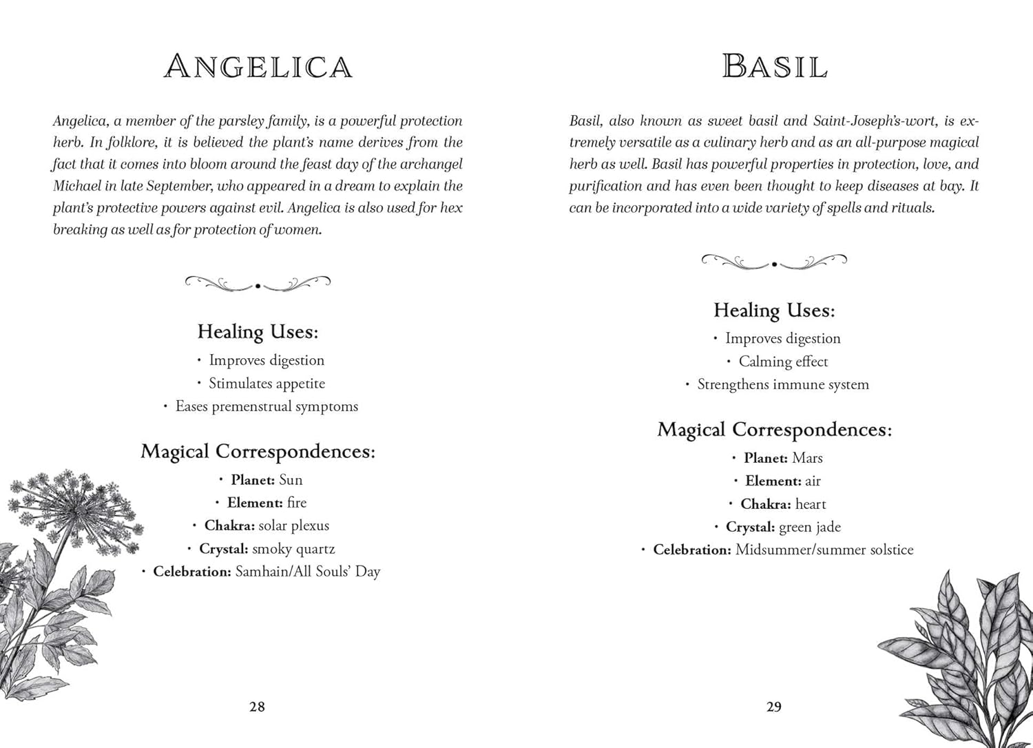 Two pages from a book or magazine featuring information on angelica and basil with botanical illustrations.