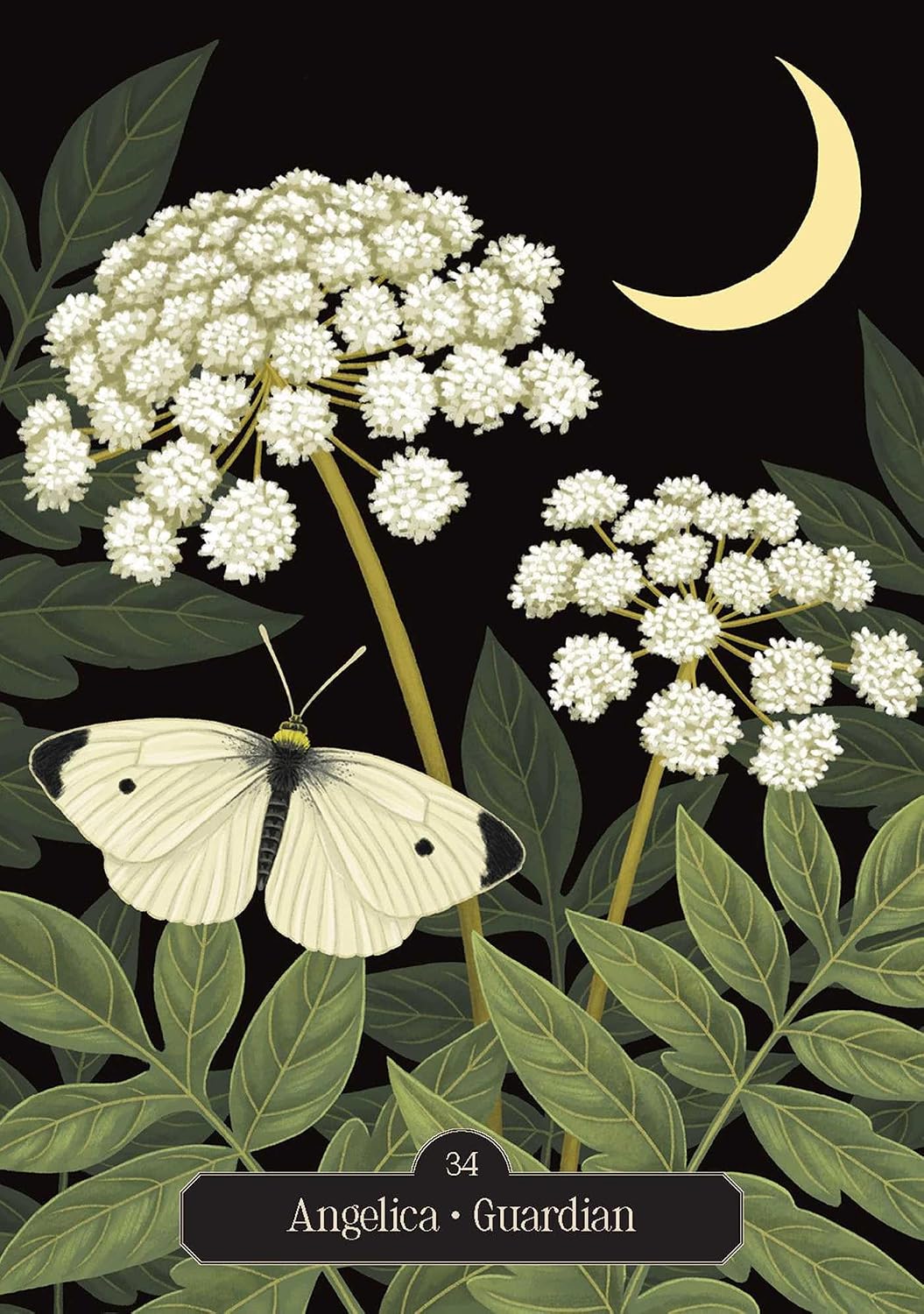 Illustration of white flowers, a butterfly, and a crescent moon on a dark background.