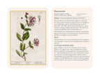 Illustration of a honeysuckle plant with text on a white background