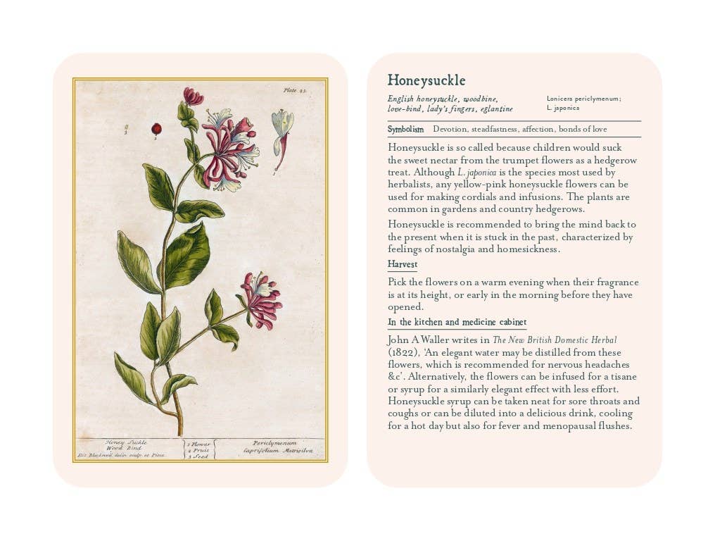 Illustration of a honeysuckle plant with text on a white background