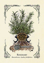 Illustration of rosemary with a decorative frame and text on a beige background