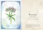 Illustration of a valerian plant with descriptive text on a decorative background