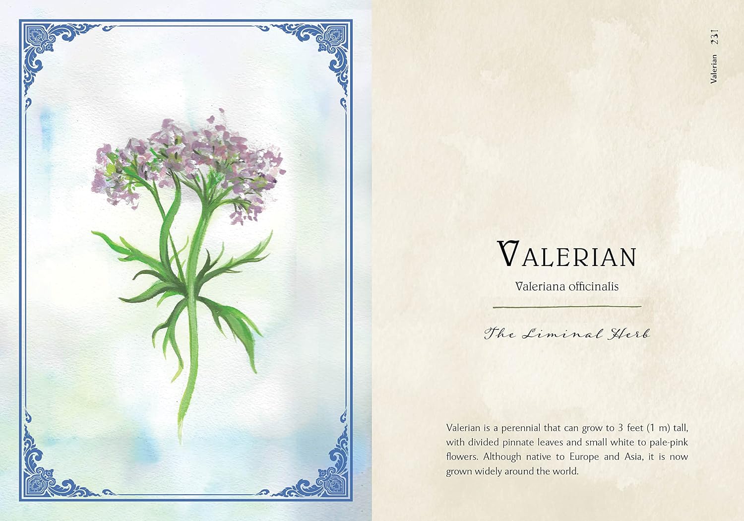 Illustration of a valerian plant with descriptive text on a decorative background