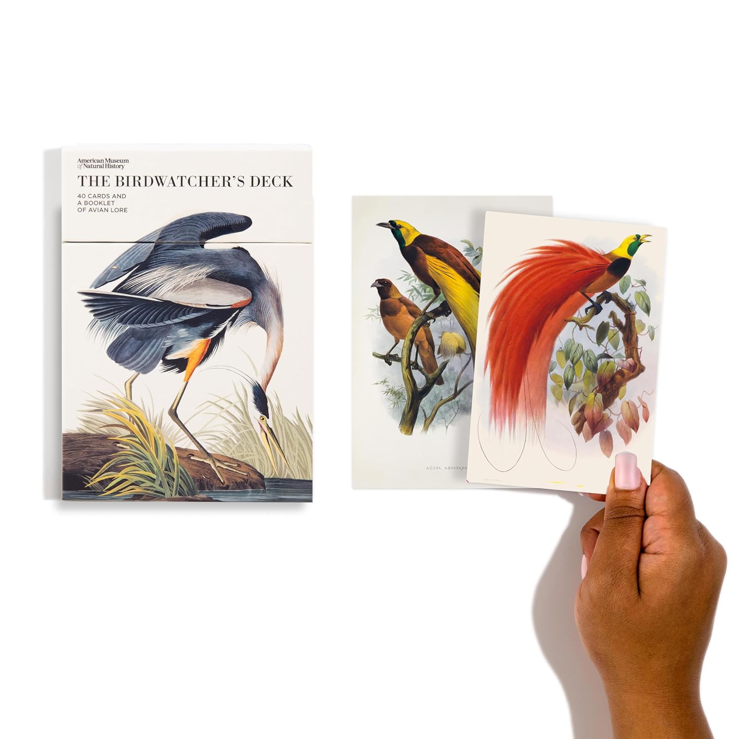 Bird-themed cards with a hand holding one of them on a white background