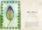 Holy Basil leaf with decorative border and text on a light green background