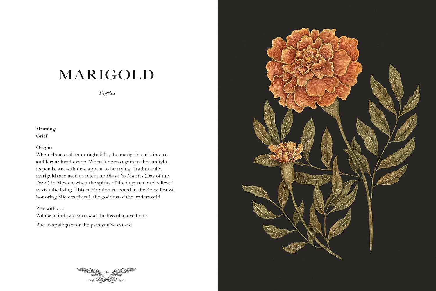 Illustration of a marigold flower with text on a black background