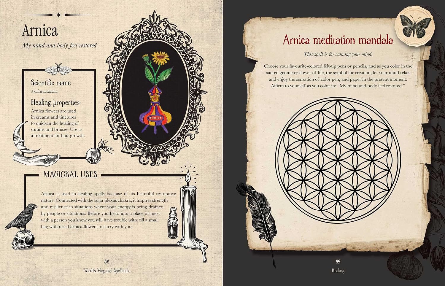 A two-page spread of a vintage-style printed card or booklet titled 'Arnica,' showing illustrated and text-based information about the plant. The left page has a cream parchment background with black ornamental border elements, a central oval illustration of a flower in a vase, and sections on scientific name, healing properties, and magical uses.