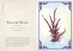 Illustration of Yellow Dock with descriptive text on a decorative background