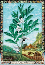 Illustration of a celtic bean plant with a scenic background