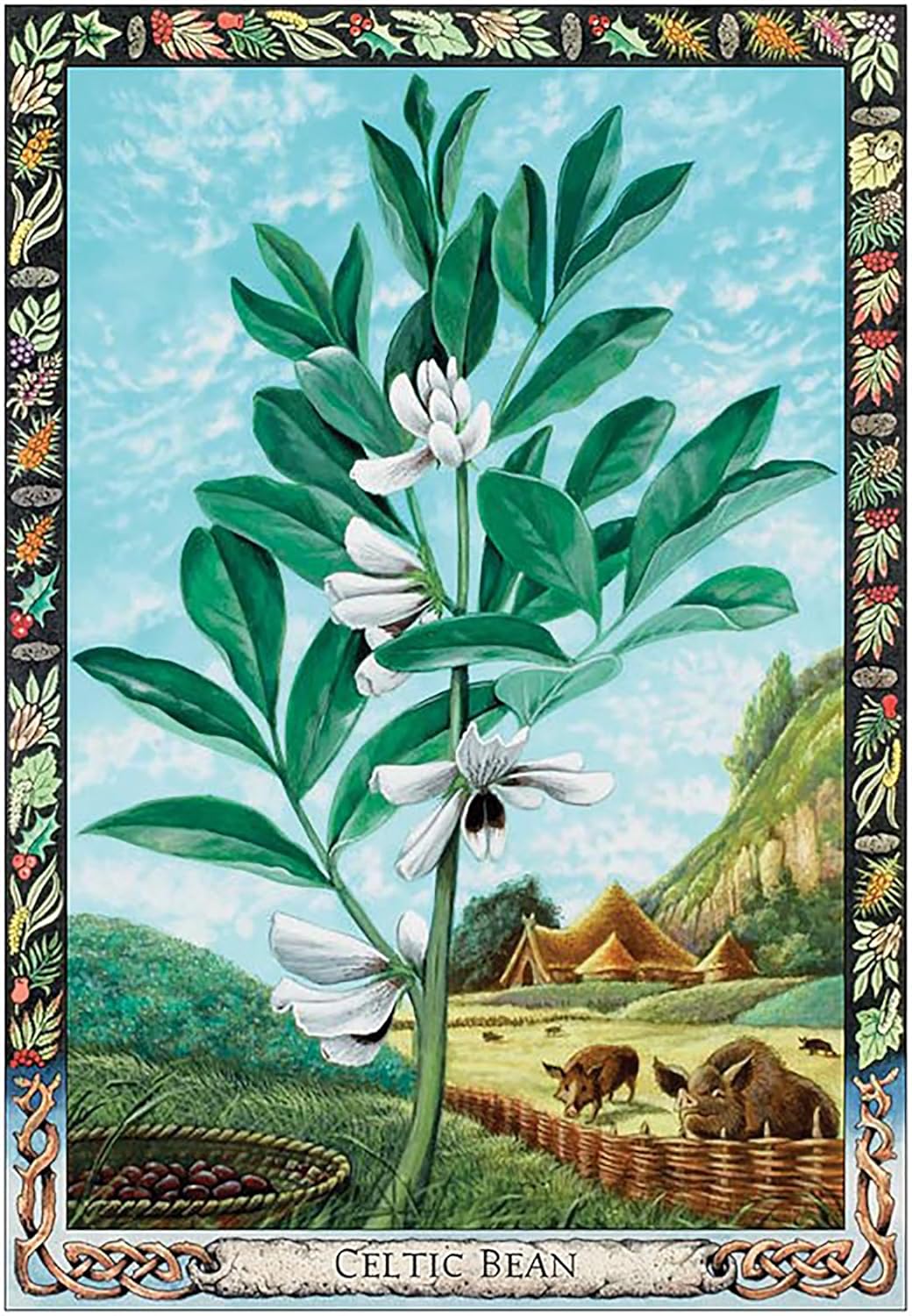 Illustration of a celtic bean plant with a scenic background